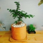 Cây cần thăng bonsai